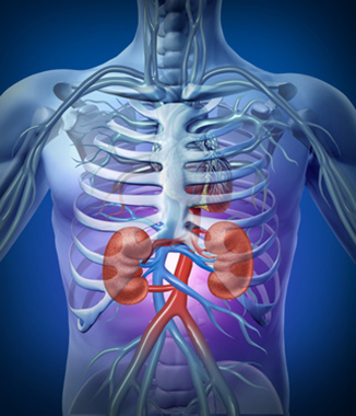 Human kidneys and circulation with a skeleton medical diagram on a black glowing background with red and blue arteries as a hrealth care and medical illustration of the inside anatomy of the urinary system.